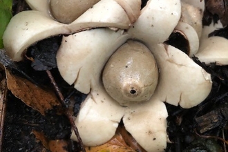 A group of collared earthstar fungi in the leaf litter at Mere Sands Wood nature reserve