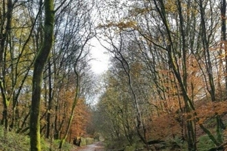 Trees in autumn by Alex Clough