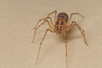 Close-up of a spitting spider standing on white material