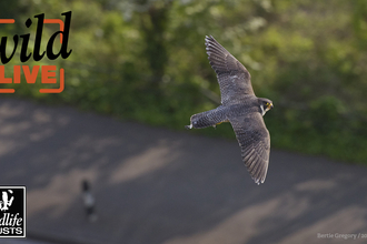 A peregrine falcon flying over an urban street