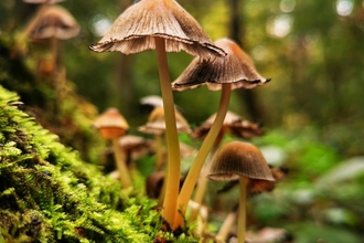 Woodland Fungi Mere Sands Wood 