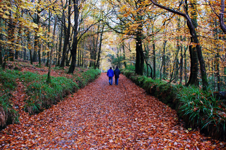 A couple walking through an autumnal wood