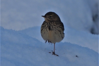 Meadow pipit by Dave Steel
