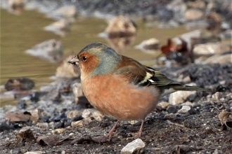 Chaffinch by Dave Steel