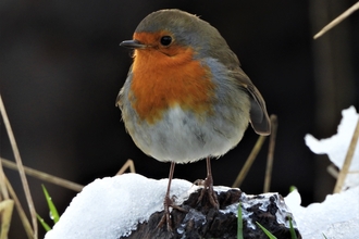 Robin by Dave Steel