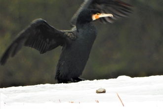 Cormorant stretches out by Dave Steel