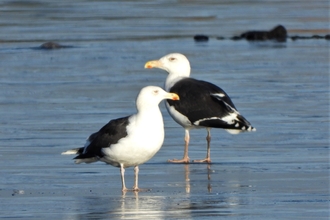 Gulls on the moss by Dave Steel