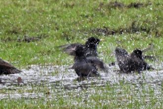 Splashing starlings by Dave Steel