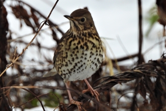 Song thrush by Dave Steel