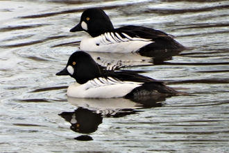 Goldeneye by Dave Steel