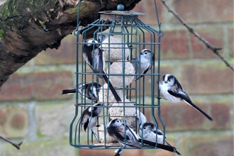 Long-tailed tits by Dave Steel