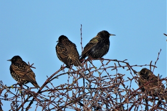Starlings by Dave Steel