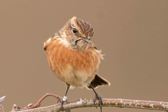 A female stonechat standing on a tree branch at Brockholes Nature Reserve in Preston