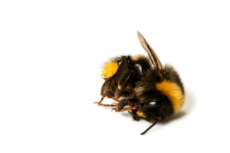 A dead bumblebee lying on the floor against a white background