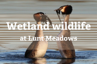 A pair of great crested grebes passing each other pond weed during their mating dance