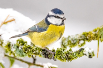 Blue tit by Rishton River