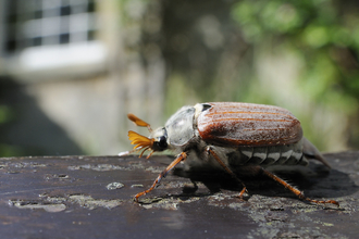An adult cockchafer beetle walking across painted wood