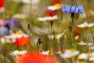 Wildflowers by Paul Hobson