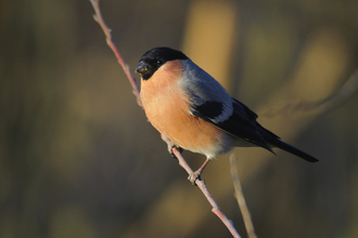 A male bullfinch perched on a twig with bird food around its bill