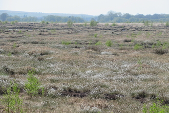 White cotton grass against brown and green background vegetation