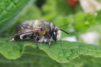 A male hairy-footed flower bee resting on a leaf