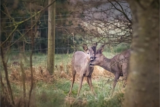 One roe deer nuzzling another in the shelter of trees at Brockholes nature reserve
