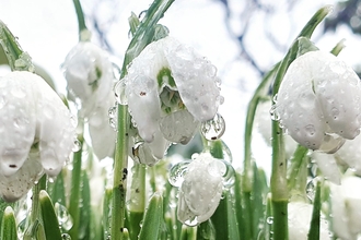 Snowdrops