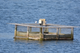 Completed tern raft floating on Number 1 Pit Lake at Brockholes Nature Reserve.