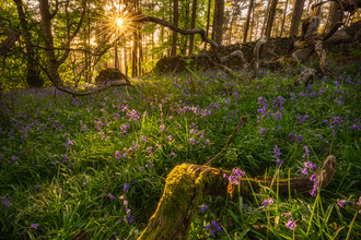 Sunburst Amongst Bluebells