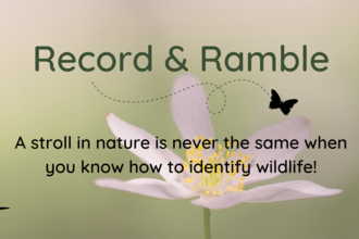 A stroll in nature to explore wildlife