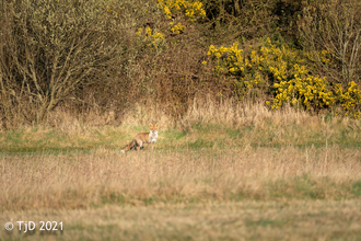 A fox emerging from the trees, photographed across a field