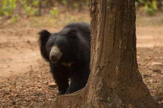 A sloth bear standing by a tree in India