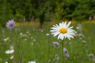 Oxeye daisy 