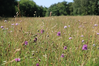Wigan grasslands by Mark Champion