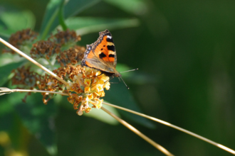 Small tortoiseshell