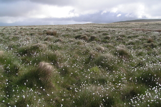 Cotton grass on Rivington Moor 