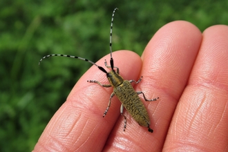 A golden-bloomed grey longhorn beetle sitting on someone's fingers