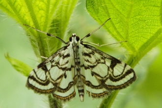 A beautiful China-mark moth resting on two leaves