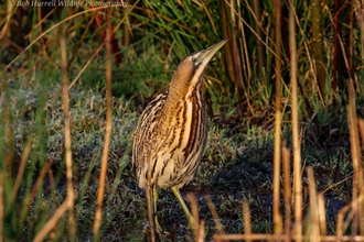 A bittern standing on frosty grass amongst reeds