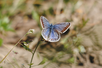 Common Blue butterfly female