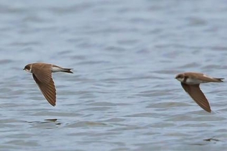 Sand Martins (c) Barry Dean