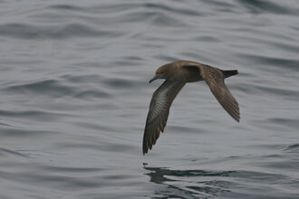 Seabirds | The Wildlife Trust for Lancashire, Manchester and ...