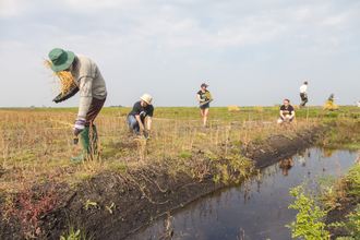 People standing next to a channel filled with water, planting rushy plants on the grassy bank
