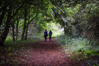 Two figures walking away from the camera along a leaf-strewn woodland path beneath trees