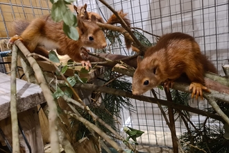 Three red squirrels perch on branches in a dog crate kitted out as a small enclosure. The crate is in a staff members kitchen.