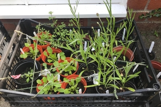 Several seedlings of native wildflowers growing in pots in a volunteer's garden. Varieties include field scabious, ox eye daisy, cornflower and knapweed.