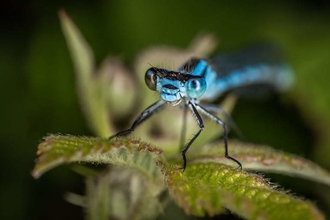 Damselfly 