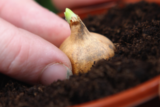 Planting a bulb in compost