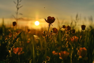 Buttercups at Dawn