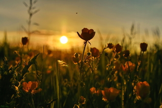 Buttercups at Dawn